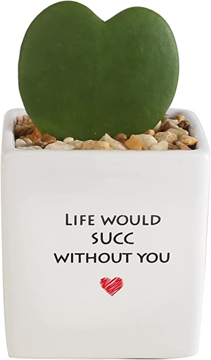 Costa Farms Live Fully Rooted Succulent 