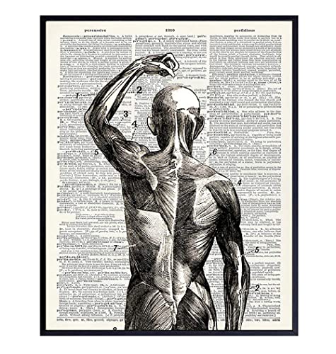 Human Anatomy Muscles Wall Art 