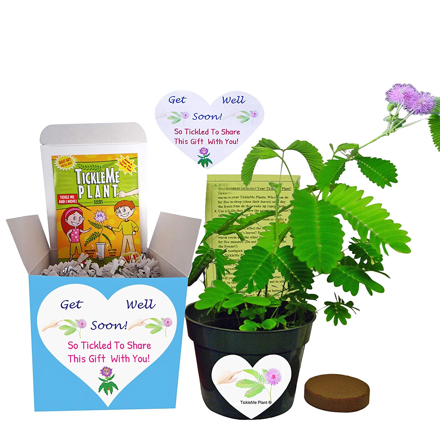 Get Well Gift Plant