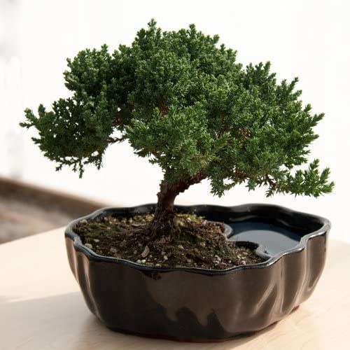 Zen Reflections Juniper Bonsai | Juniper Plant Retirement Gift