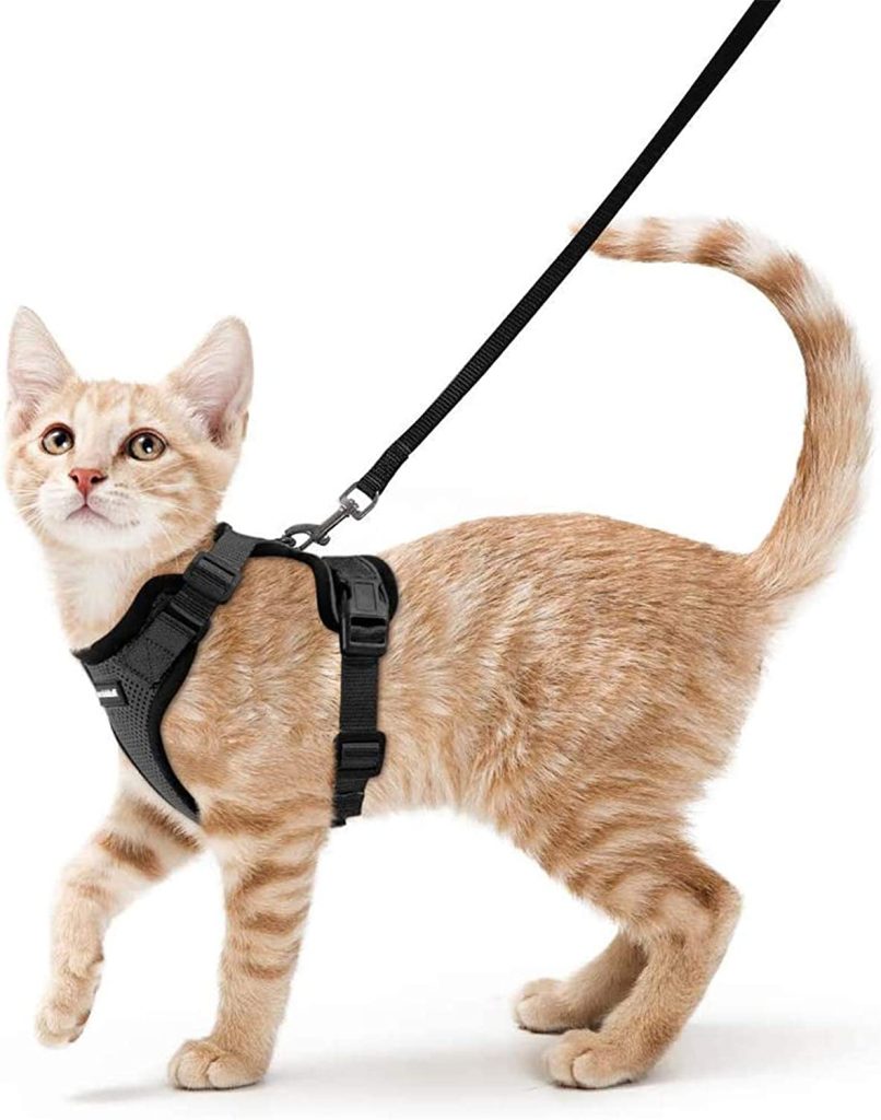 Cat Harness and Leash for Walking